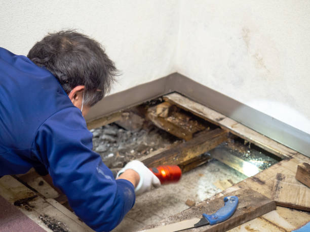 Best Professional Mold Removal  in Hickman, KY