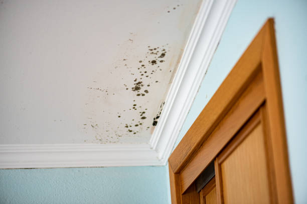 Best Certified Mold Removal  in Hickman, KY