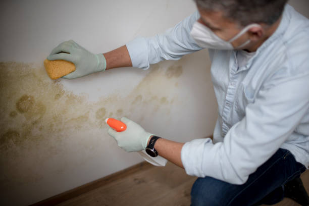 Best Commercial Mold Removal  in Hickman, KY