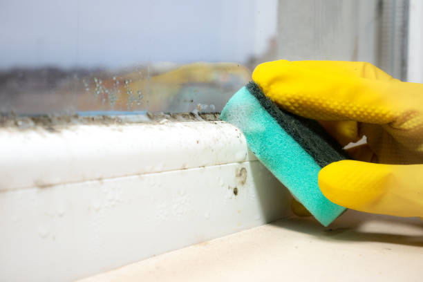 Best Black Mold Removal  in Hickman, KY