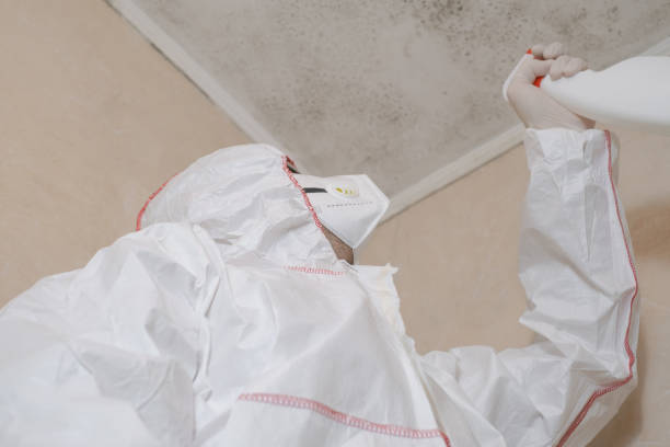 Best Attic Mold Removal  in Hickman, KY