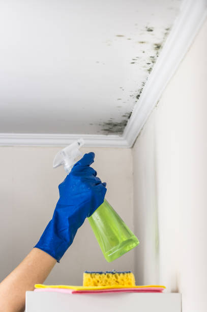 Best Crawl Space Mold Removal  in Hickman, KY